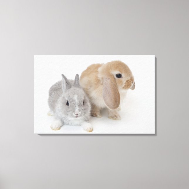 Two rabbits.Netherland Dwarf and Holland Lop. Canvas Print (Front)
