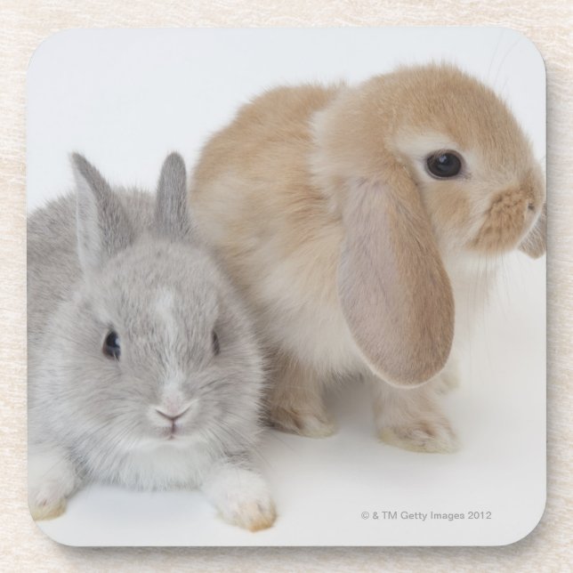 Two rabbits.Netherland Dwarf and Holland Lop. Drink Coaster (Front)