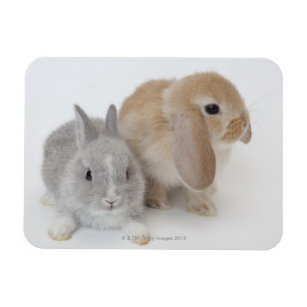 Two rabbits.Netherland Dwarf and Holland Lop. Magnet