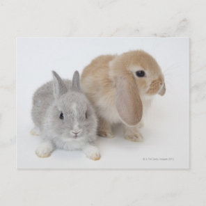 Two rabbits.Netherland Dwarf and Holland Lop. Postcard