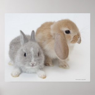 Two rabbits.Netherland Dwarf and Holland Lop. Poster