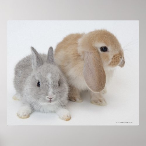 Two rabbitsNetherland Dwarf and Holland Lop Poster