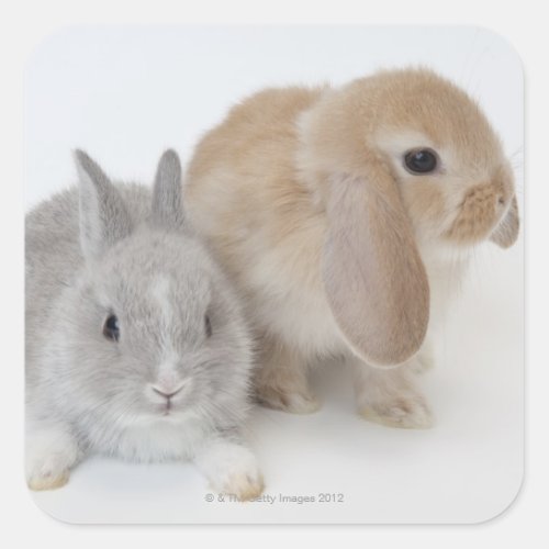 Two rabbitsNetherland Dwarf and Holland Lop Square Sticker
