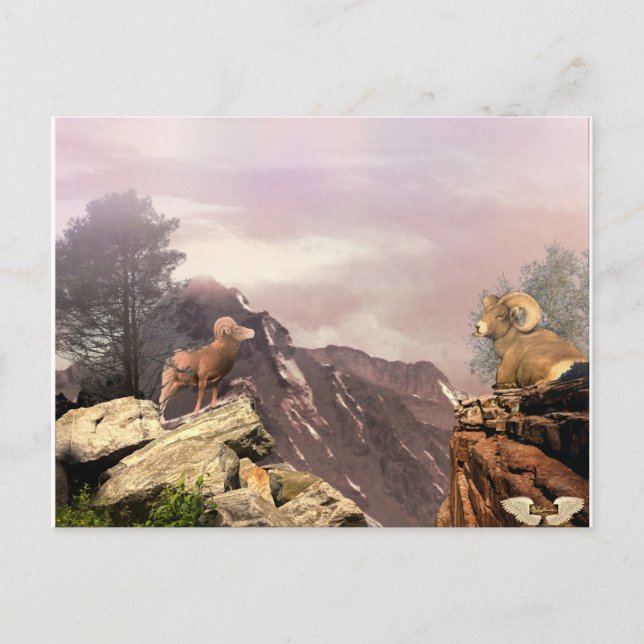 Two Rams in the high country Postcard (Front)