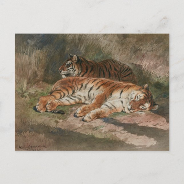 Two Recumbent Tigers (1887) Postcard (Front)