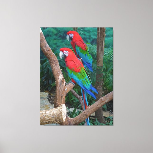 Two Red and Green Winged Macaws Ara Chloropterus Canvas Print (Front)