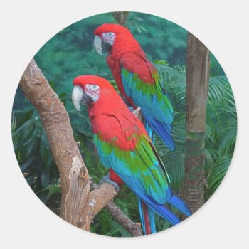Two Red And Green Winged Macaws Ara Chloropterus Classic Round Sticker by amazinganimals at Zazzle