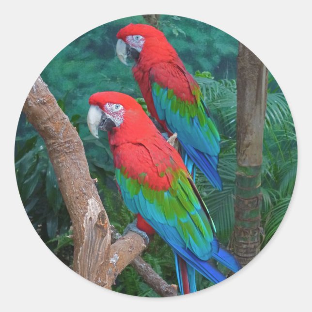Two Red and Green Winged Macaws Ara Chloropterus Classic Round Sticker (Front)
