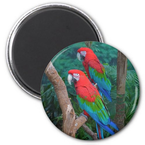 Two Red and Green Winged Macaws Ara Chloropterus Magnet