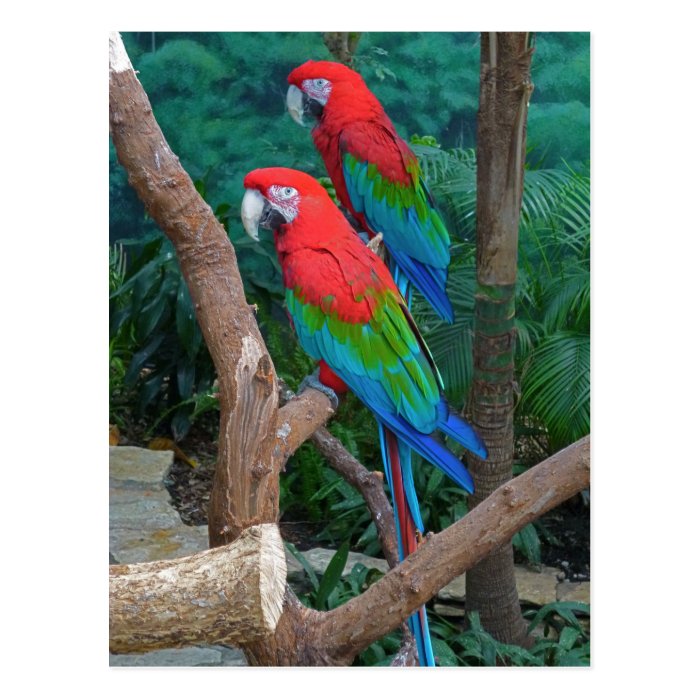 Two Red and Green Winged Macaws Ara Chloropterus Postcard