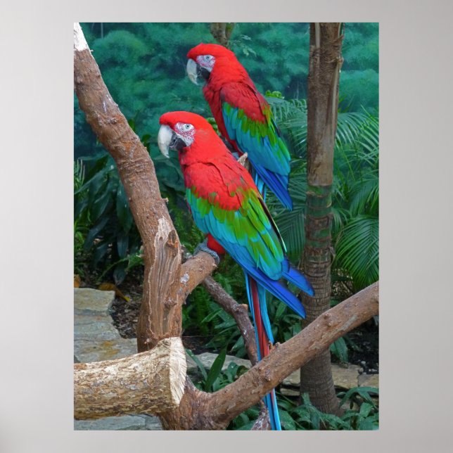 Two Red and Green Winged Macaws Ara Chloropterus Poster (Front)
