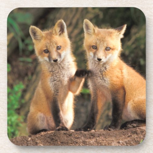 Two Red Fox Pups in Front of Their Den Beverage Coaster