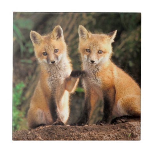 Two Red Fox Pups in Front of Their Den Ceramic Tile