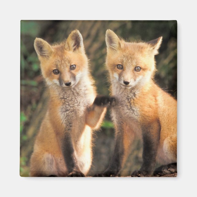 Two Red Fox Pups in Front of Their Den Magnet (Front)
