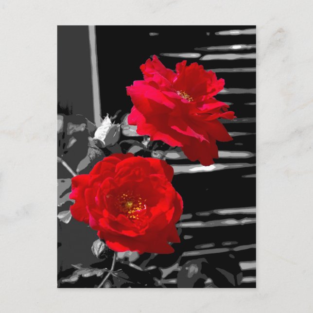TWO RED ROSES POSTCARD (Front)