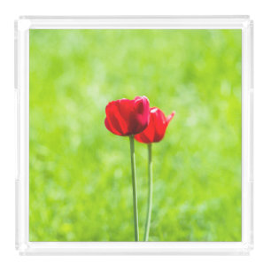 Two red tulip flowers acrylic tray