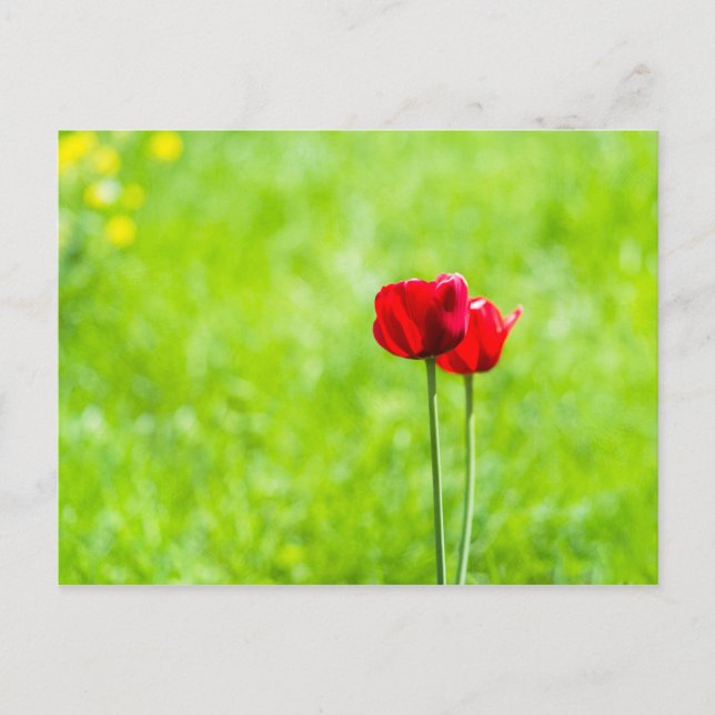 Two red tulip flowers postcard (Front)