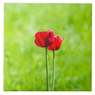 Two red tulip flowers tile