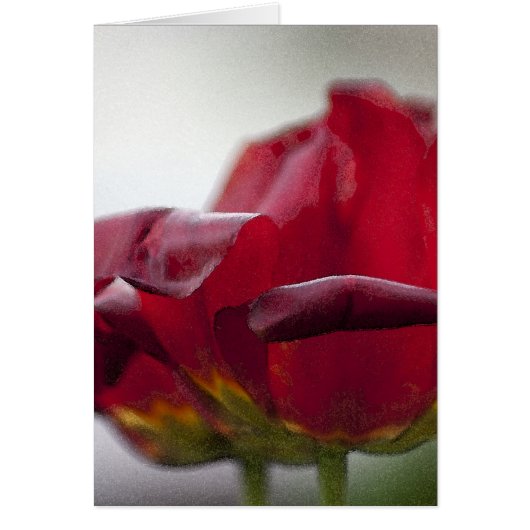 Two Red Tulips - Card (Front)