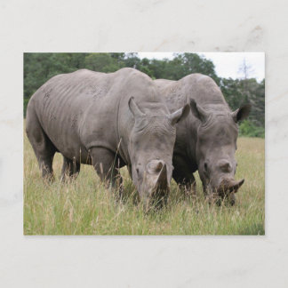 Two Rhinos Postcard