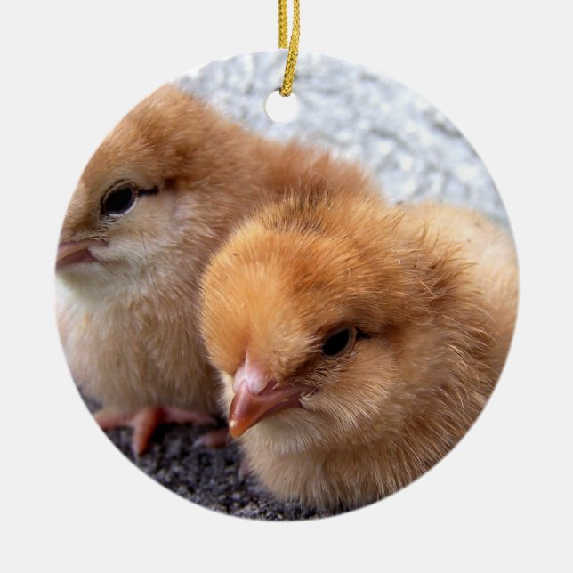 two rhode island red chicks photo ceramic ornament (Front)