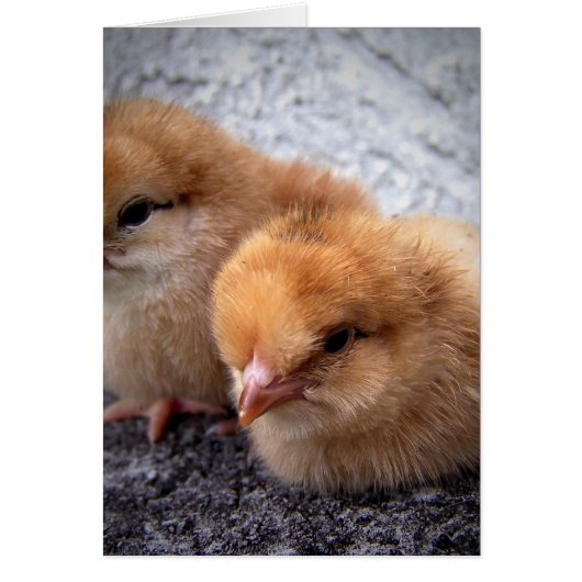 two rhode island red chicks photo vignette cards (Front)