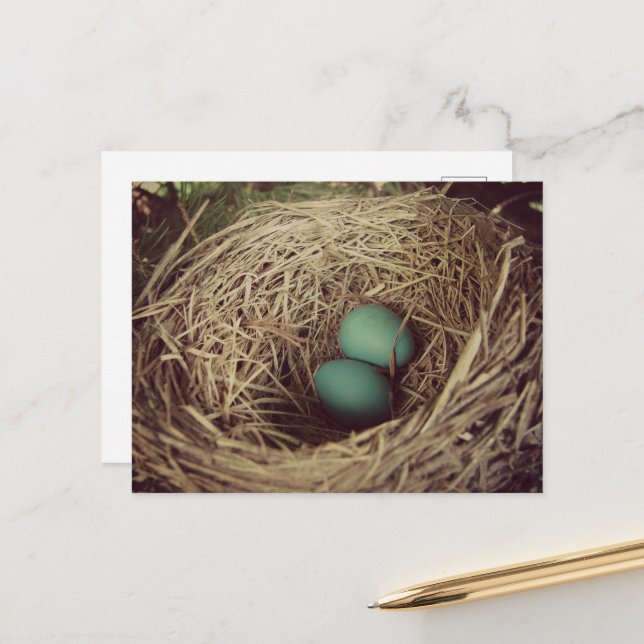 Two Robin Eggs in a Nest Postcard (Front/Back In Situ)