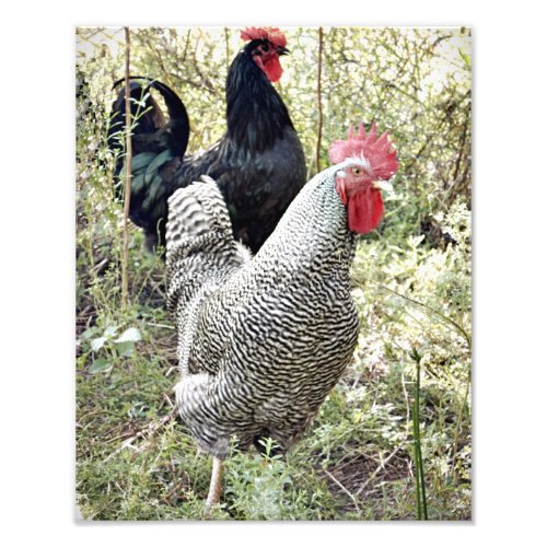 Two roosters photo print