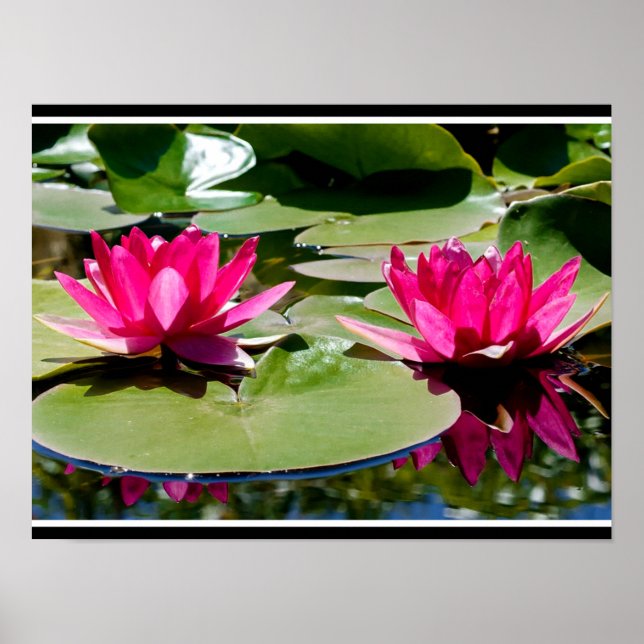Two rose-colored Water Lilies Poster (Front)