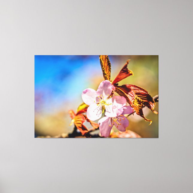 Two Sakura Cherry Flowers Canvas Print (Front)
