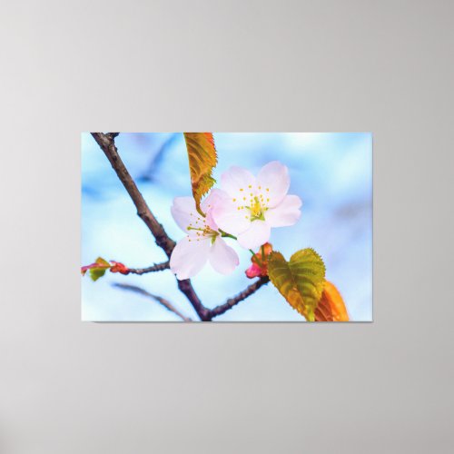 Two Sakura Flowers Of Pale Pink Color In Spring Canvas Print