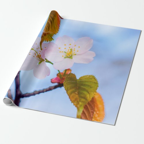 Two Sakura Flowers Of Pale Pink Color In Spring Wrapping Paper