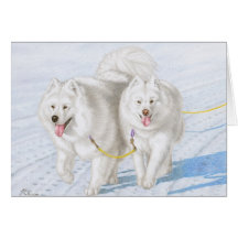 Two Samoyeds racing through the snow
