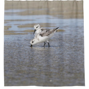 Two Sanderlings Shower Curtain