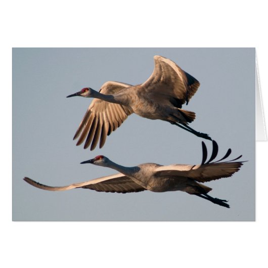 Two Sandhill Cranes in Flight over Bosque Cards (Front Horizontal)
