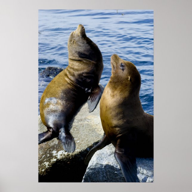 Two Sea Lions Sunning Poster (Front)