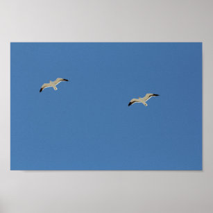 Two Seagull Birds Flying Clear Blue Sky Poster
