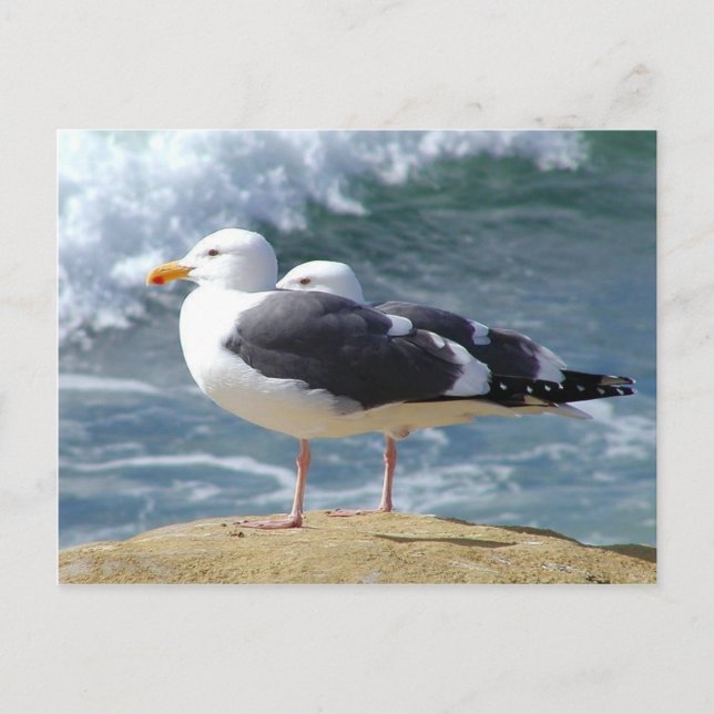 Two Seagulls Postcard (Front)