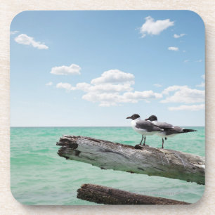 Two seagulls sitting on a dead tree sticking out drink coaster