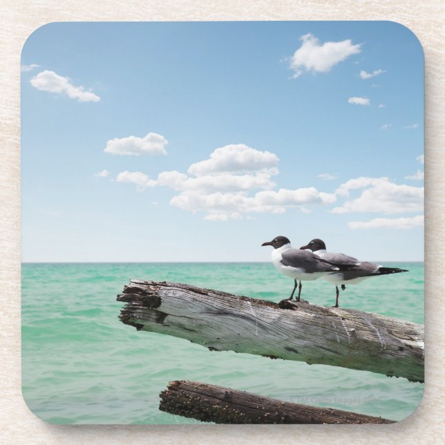 Two seagulls sitting on a dead tree sticking out drink coaster (Front)