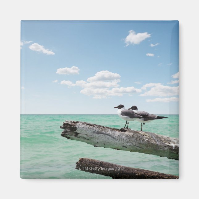 Two seagulls sitting on a dead tree sticking out magnet (Front)