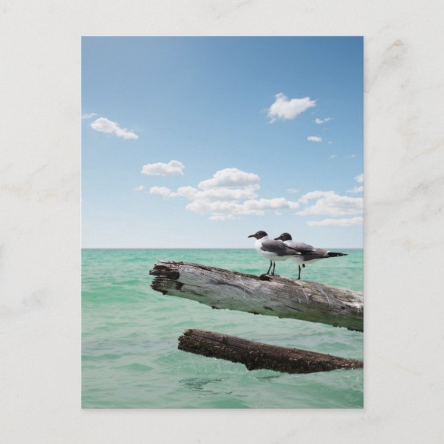 Two seagulls sitting on a dead tree sticking out postcard (Front)