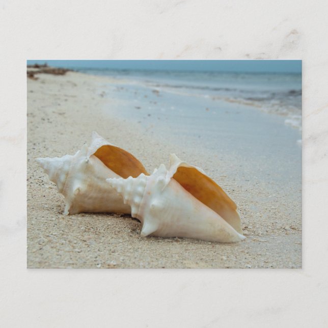 Two Seashells on Sandy Beach  Postcard (Front)