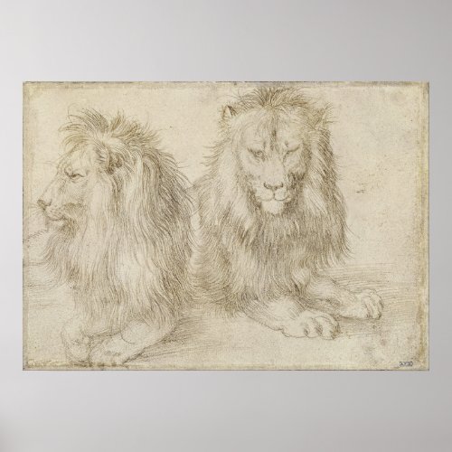 Two Seated Lions by Albrecht Durer Poster
