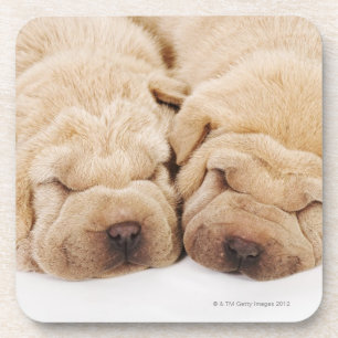 Two Shar Pei puppies sleeping Coaster