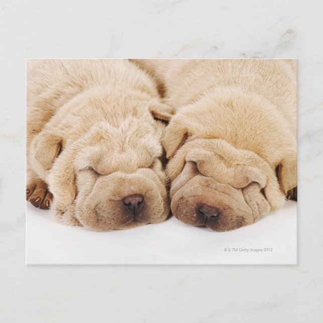 Two Shar Pei puppies sleeping Postcard (Front)