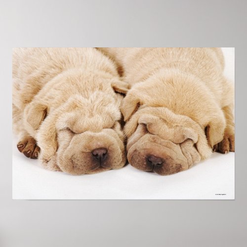 Two Shar Pei puppies sleeping Poster