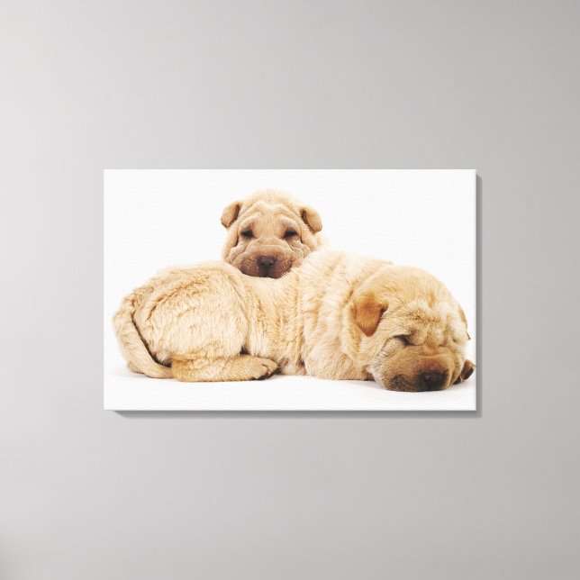 Two Shar Pei puppies sleeping, studio shot Canvas Print (Front)