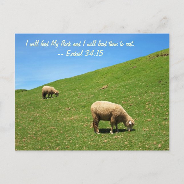 Two Sheep are Grazing Peacefully Postcard (Front)