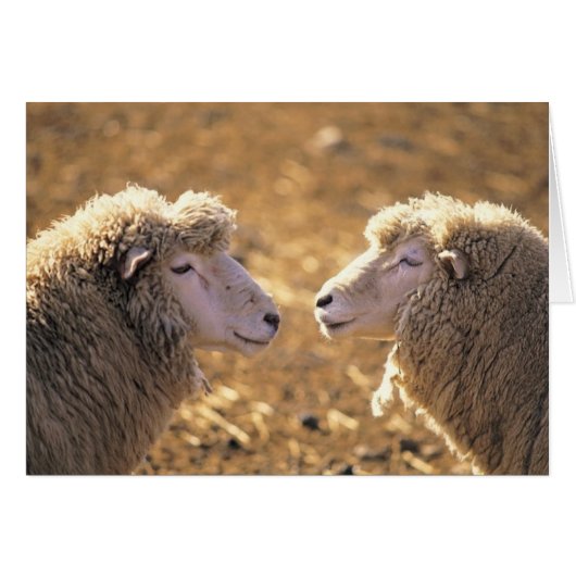 Two Sheep Cards (Front Horizontal)